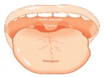 Dile Kramp Girmesi Belirtileri ve Tedavisi